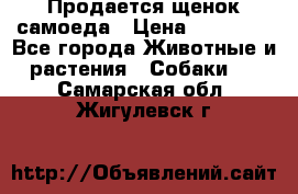 Продается щенок самоеда › Цена ­ 15 000 - Все города Животные и растения » Собаки   . Самарская обл.,Жигулевск г.